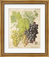 Framed Grapevine I