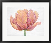 Single Pink Bloom I Framed Print