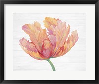 Single Pink Bloom II Framed Print
