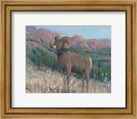 Framed Animals of the West IV