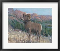 Animals of the West IV Framed Print