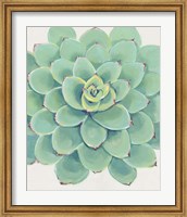 Framed Pastel Succulent III