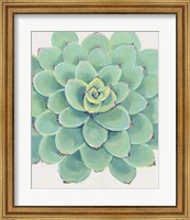 Framed Pastel Succulent III