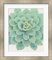 Framed Pastel Succulent III