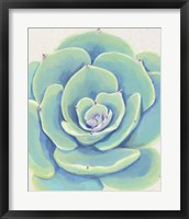 Framed Pastel Succulent IV