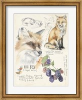 Framed Wildlife Journals III