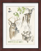 Framed Wildlife Journals IV
