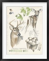 Framed Wildlife Journals IV