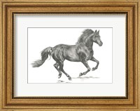 Framed Wild Horse Portrait II
