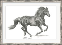 Framed Wild Horse Portrait II