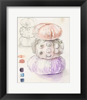 Framed Sea Urchin Sketches I