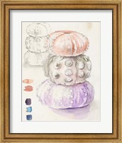 Framed Sea Urchin Sketches I