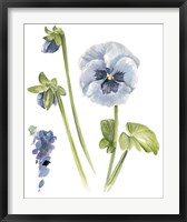 Framed Pansy Study I