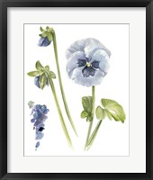 Framed Pansy Study I