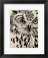 Framed Charcoal Owl I