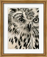 Framed Charcoal Owl I