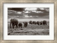 Framed Amboseli elephants