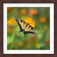 Framed Butterfly Portrait I