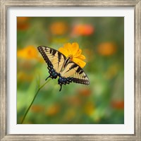 Framed Butterfly Portrait I