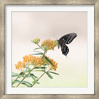 Framed Butterfly Portrait II