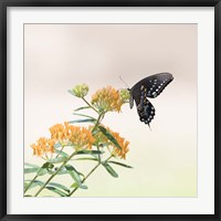 Framed Butterfly Portrait II