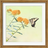Framed Butterfly Portrait III
