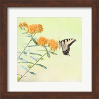 Framed Butterfly Portrait III