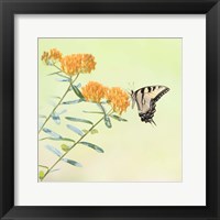 Framed 'Butterfly Portrait III' border=