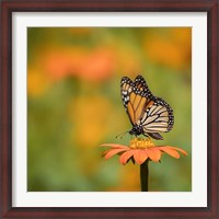 Framed Butterfly Portrait IV