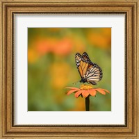 Framed Butterfly Portrait IV