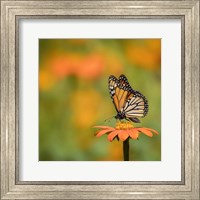 Framed Butterfly Portrait IV