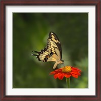 Framed Butterfly Portrait V