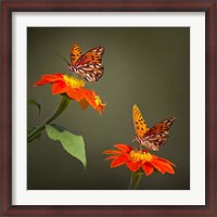 Framed Butterfly Portrait VI