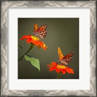 Framed Butterfly Portrait VI