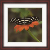 Framed Butterfly Portrait VII