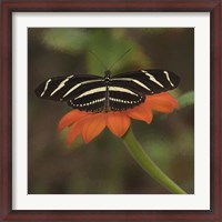 Framed Butterfly Portrait VII