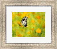 Framed Butterfly Portrait VIII