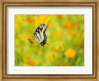 Framed Butterfly Portrait VIII