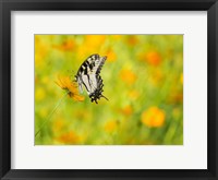 Butterfly Portrait VIII Framed Print