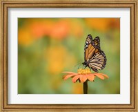 Framed Butterfly Portrait IX