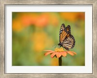 Framed Butterfly Portrait IX