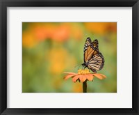 Butterfly Portrait IX Framed Print