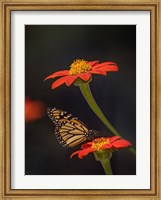 Framed Butterfly Portrait X
