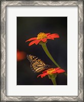 Framed Butterfly Portrait X