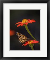 Framed Butterfly Portrait X