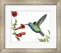 Framed Hummingbird & Flower I