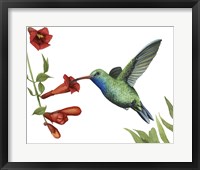 Hummingbird & Flower I Framed Print