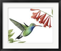 Framed Hummingbird & Flower II