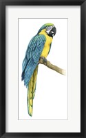 Framed Teal Macaw I