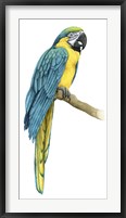 Framed Teal Macaw I
